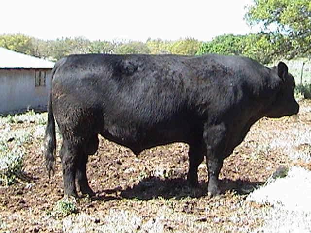WK_MOONSHINE.jpg (46716 bytes)
