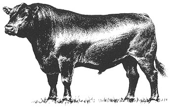 bull.jpg (29202 bytes)