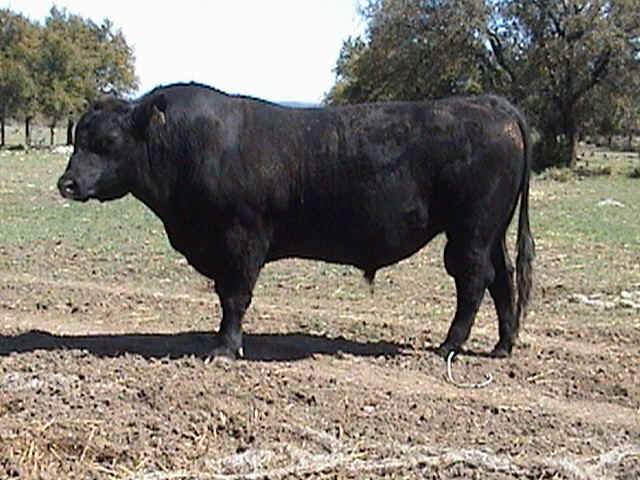 sealy precision 318.JPG (117702 bytes)