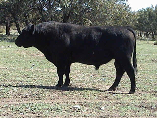 sealy uptime.JPG (123231 bytes)